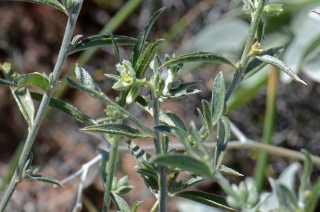 Narrowleaf Silverbush grows in elevations from 350 to 3,000 feet and prefer dry areas, rocky soils and rocky slopes as well as canyons. Ditaxis lanceolata 